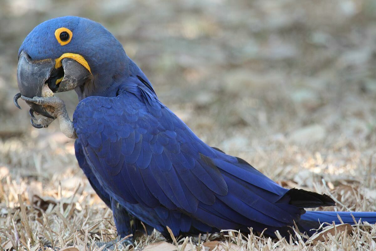 Imagem do Arara Azul